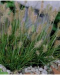 Pennisetum alopecuroides Little Bunny 